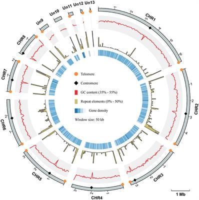 Unraveling the dynamic transcriptomic changes during the dimorphic transition of Talaromyces marneffei through time-course analysis